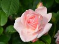 Großen lockeren, gefüllten Rosen in einer hellrosa Farbe mit Knospen und Laubblättern