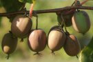 Grünschaliger Kiwibeeren mit rötlichbraunen Backen hängen am Zweig.