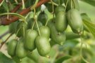 Kiwibeeren mit länglicher-glatter-grüner Schale hängen am Zweig.