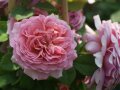 Rosen in kräftig rosa Blüten, umgeben von Stäben und Laubblättern