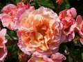 Rosen in apricot-gelben, leicht gewellten Blüten mit Regentropfen, Knospen und Laubblättern