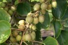 Grünschaliger Kiwibeeren mit roter Deckfarbe hängen am Zweig.