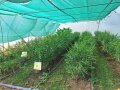 Ingwerpflanzen im kalten Folientunnel
