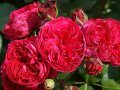 Dichtgefüllte Rosen in dunkelroten Blüten mit Knospen und Laubblättern