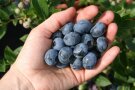 Eine Hand hält große reife Heidelbeeren.