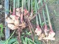 Frisch geerntete Ingwerpflanzen auf dem Feldboden