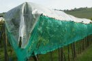 Rebstock unter Flachdachfolien und rundum mit dem Netz einhüllen.