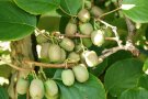 Grünschaliger Kiwibeeren mit brauner Deckfarbe hängen am Zweig.