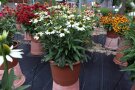 Kübelpflanzen mit weißen Zungenblüten einer Sonnenhut-Blume auf der Schaufläche