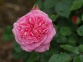 Rosen in rosa mit Regentropfen, Knospen und Laubblättern