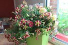 Pflanzgefäß mit hängenden sternförmigen Blüten und gefüllte gelbe Blüten in einem Raum