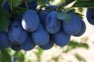 Viele dunkelblauer Früchte hängen dicht am Ast mit Laubblättern.
