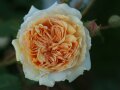 Rosettenförmige Rosen in apricot nach außen hin helleren, leicht zurückgebogenen Blüten