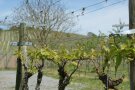 Rebstock mit Leittrieb am Spalierdraht befestigt in einem T-System, Hintergrund Weinberge.