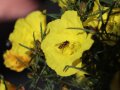 Ein Blütenbesucher sammelt Pollen auf einer gelben Blüte