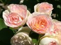 Gefüllte, schalenförmig Rosen in cremeweiße Blüten mit rosa ausgefärbtem Rand