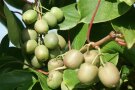 Kiwibeeren mit grün-brauner Schale hängen am Zweig.