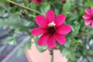 Eine Biene sammelt Pollen an den Staubgefäßen einer schwarz-roten Cosmos-Blume.