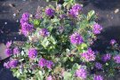 Strauchveronika mit grünen Laubblättern und violetten Blütenähren auf Vliesstoff.