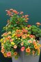 Pflanzgefäß mit hängenden blühenden Blumen und wüchsige Stauden