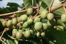 Kiwibeeren mit rotbrauner Backe hängen am Zweig.