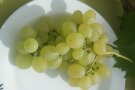 Trauben mit großen grün-gelben Beeren auf dem Teller.
