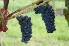 Trauben mit großen blauen runden Beeren am Rebstock.