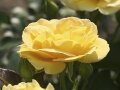 Gefüllte Rosen in leuchtend goldgelben Blüten mit Knospen und Laubblättern