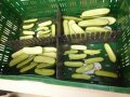 Die Sortierungen 6-9 cm und 12-15 cm vorbereitet zur LD-Vermessung