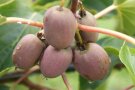 Rotschaliger Kiwibeeren am Zweig mit Regentropfen auf der Schale.