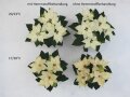 Vier weiße Poinsettien Pflanzen mit Beschriftung zur Analyse der Blütenausfärbung