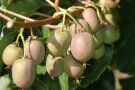 Grünschaliger Kiwibeeren mit roter Deckfarbe hängen am Zweig.