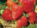Reife Erdbeeren der Sorte Salsa