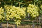 Große Trauben mit gelbgrünen Beeren am Rebstock.