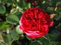 Rosen inleuchtend roten Blüten mit Staubgefäßen in der Mitte und Laubblättern