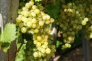 Trauben mit braunen gefleckten auf gelbgrünen Beeren am Rebstock.