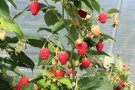 Himbeeren am Strauch mit Schutzbedeckung