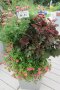 Pflanzgefäß mit hängenden Blumen, Blattschmuckpflanzen und Stauden auf der Terrasse