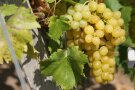 Trauben mit gelbgrünen Beeren am Rebstock.