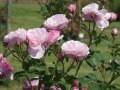 Reichblühende Rosen in schalenförmig rosafarbenen Blüten mit Knospen und Laubblättern