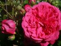 Rosen in kräftigen pinkvioletten Blüten umgeben von Knospen