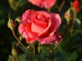 Gefüllte Rosen in lachsrosa Blüten mit Knospen und Laubblättern
