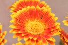 Florfliegenlarven mit leuchtend grünem Körper auf Zungenblüten der Gerbera.