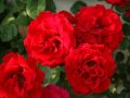 Rosen in Rot mit Staubgefäßen in der Mitte umgeben von Laubblättern