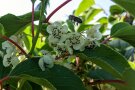 Eine Biene fliegt zu den Blüten.