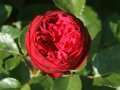 Rosettenartige Rosen in leuchtend rot mit Staubgefäßen in der Mitte und Laubblättern