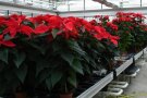 Poinsettien-Pflanzen auf dem Kulturtisch im Gewächshaus