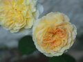 Rosen in goldgelbe Farbe mit innen leicht kupfriger Blütenmitte
