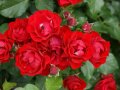 Rosen in Rot mit Knospen und Laubblättern