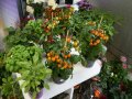 Ausstellungsstand der Firmen mit Tomaten, Kräuter und blühenden Pflanzen